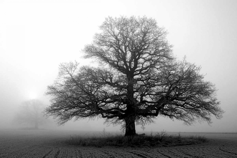 Tree in Mist 2 art print by PhotoINC Studio for $57.95 CAD