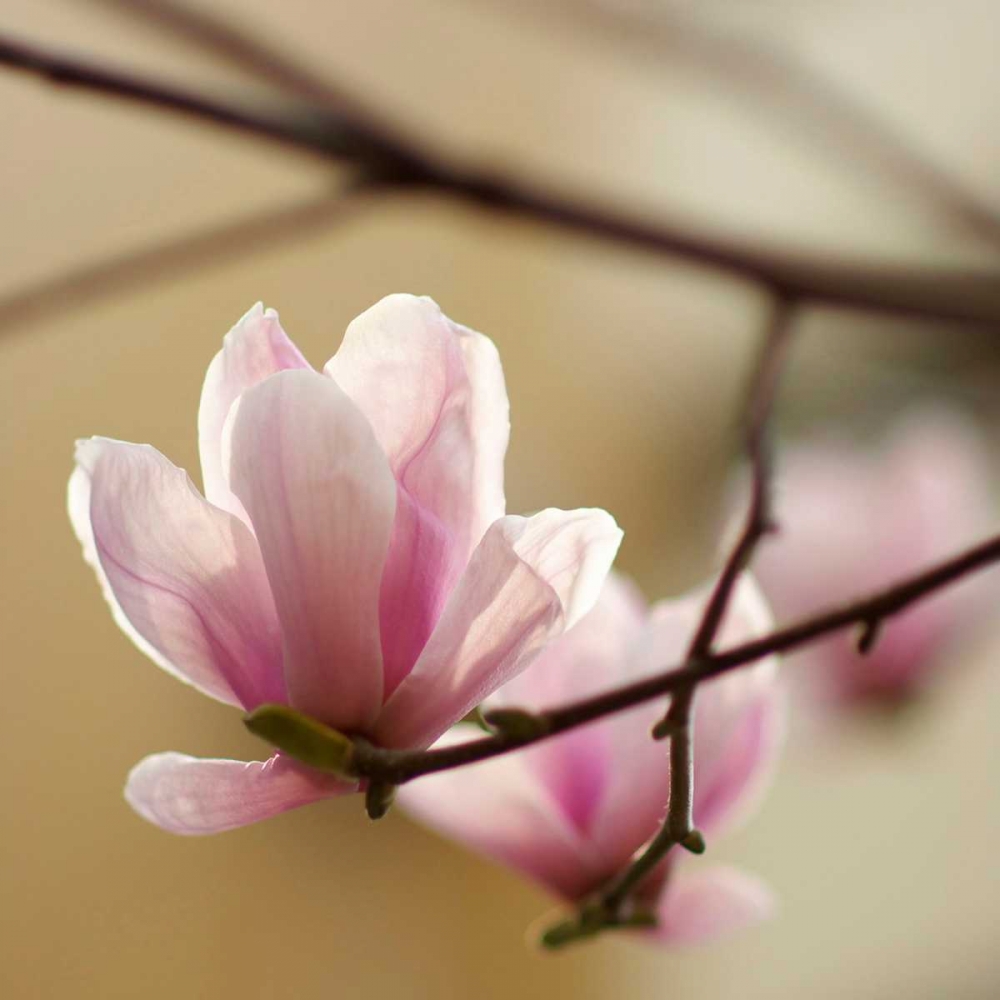 Tulip Tree 1 art print by PhotoINC Studio for $57.95 CAD