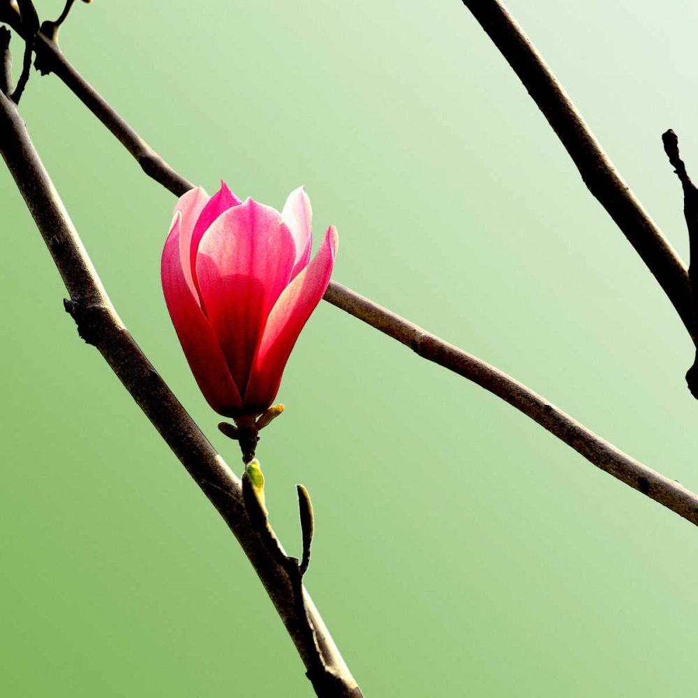 Tulip Tree 3 art print by PhotoINC Studio for $57.95 CAD