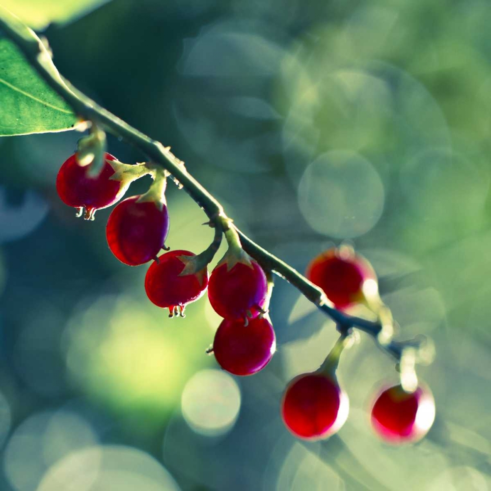 Luscious art print by Melanie Alexandra Price for $57.95 CAD