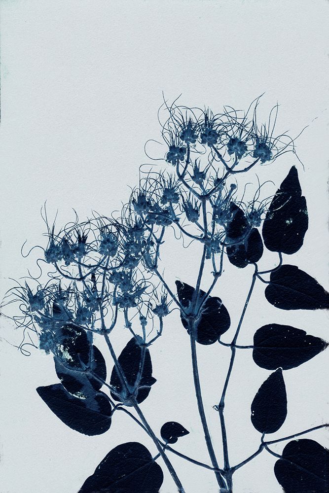 Clematis 1 Blue art print by Pernille Folcarelli for $57.95 CAD