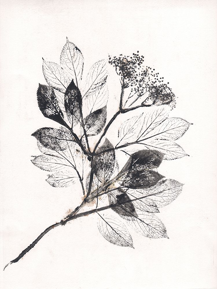 Elder BW art print by Pernille Folcarelli for $57.95 CAD