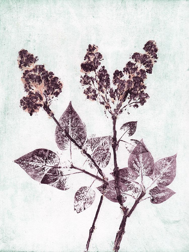 Lilac 1 Aqua Plum art print by Pernille Folcarelli for $57.95 CAD