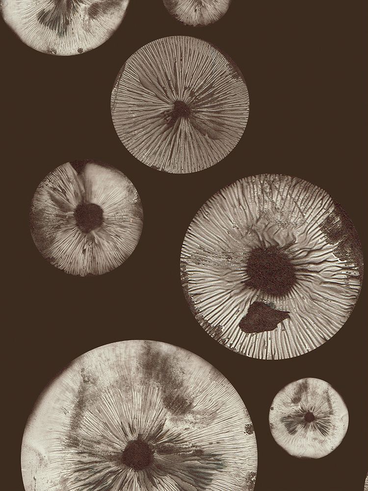 Mushroom 5 Dark Brown art print by Pernille Folcarelli for $57.95 CAD
