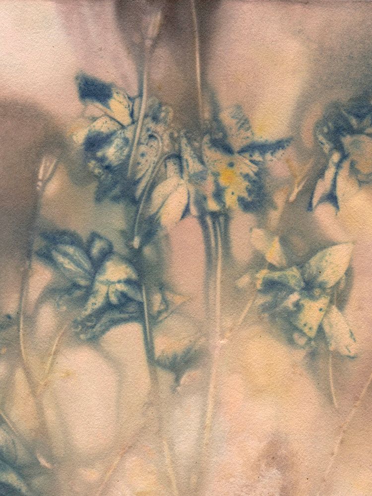 Columbine 1 Blue art print by Pernille Folcarelli for $57.95 CAD