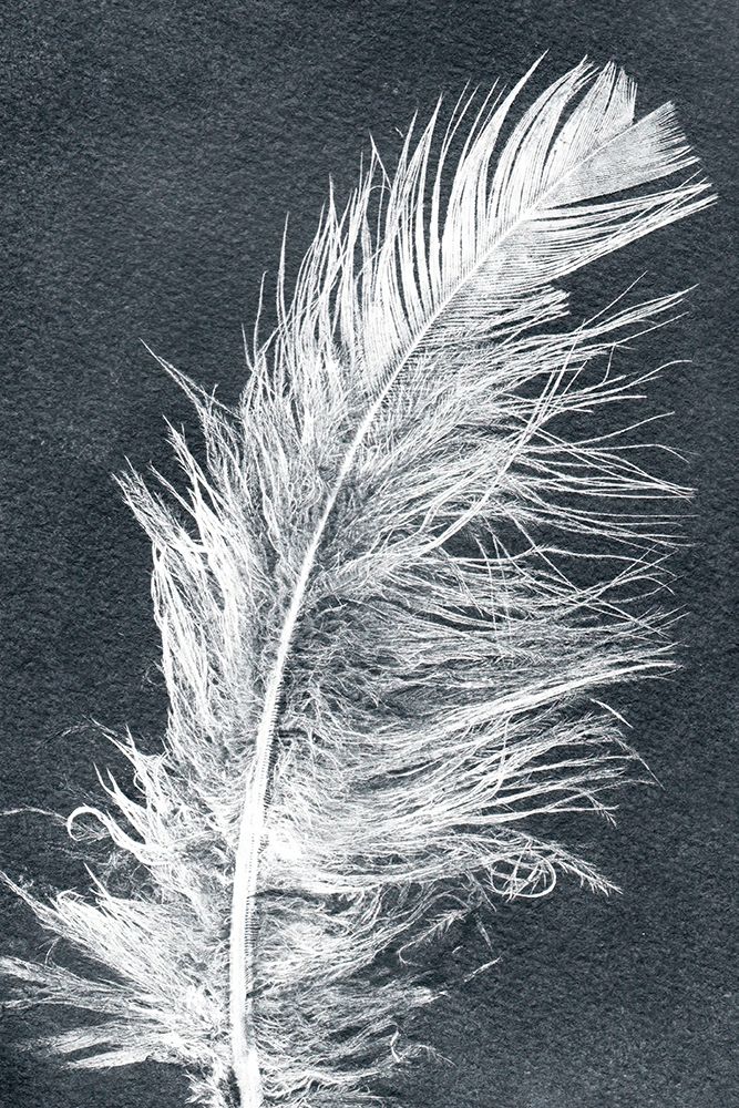 Feather 1 Dark art print by Pernille Folcarelli for $57.95 CAD
