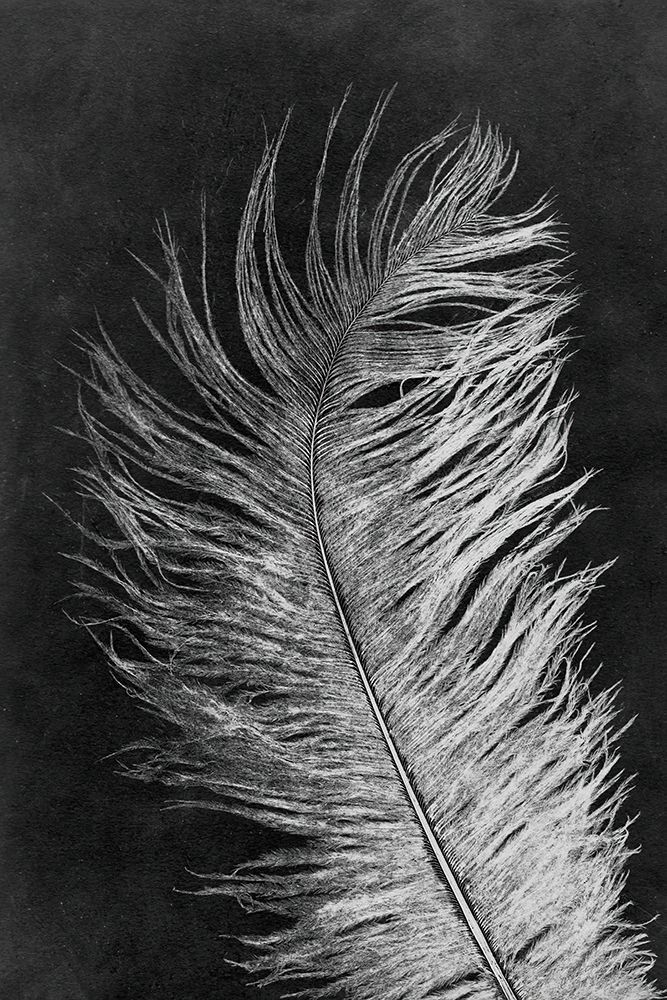 Feather 3 Dark art print by Pernille Folcarelli for $57.95 CAD