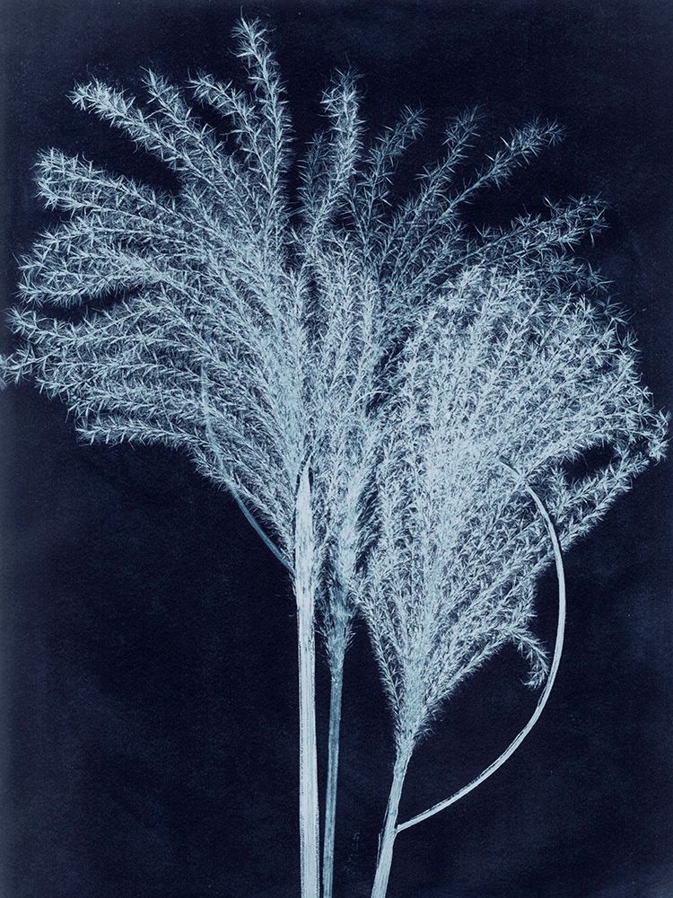 Silvergrass Midnight Blue art print by Pernille Folcarelli for $57.95 CAD