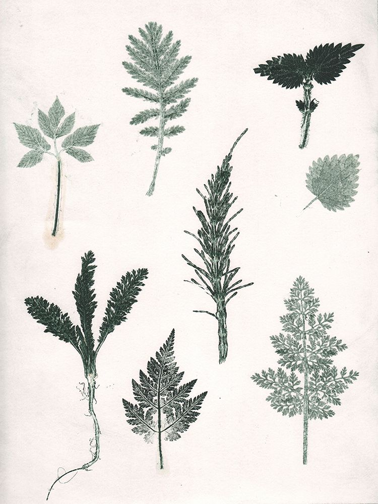 Herbs Wild Green art print by Pernille Folcarelli for $57.95 CAD