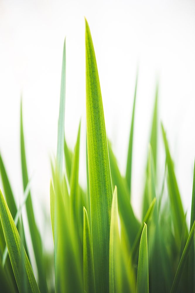 Blades of Green No. 1 art print by Sonja Quintero for $57.95 CAD