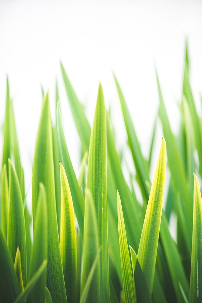 Blades of Green No. 2 art print by Sonja Quintero for $57.95 CAD