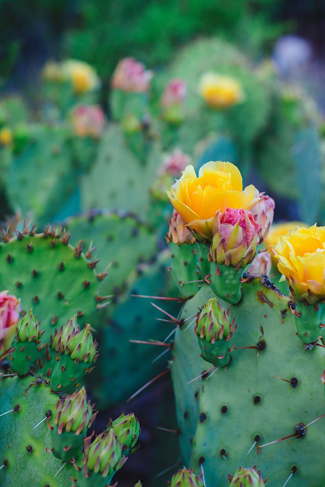Spring Cacti No. 1 art print by Sonja Quintero for $57.95 CAD