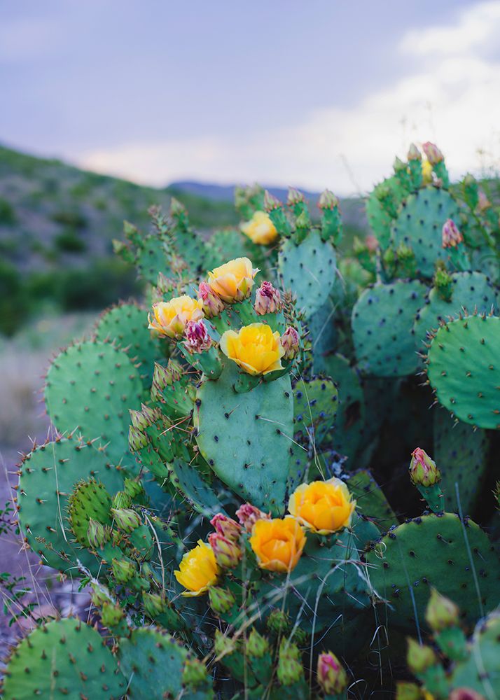 Spring Cacti No. 2 art print by Sonja Quintero for $57.95 CAD