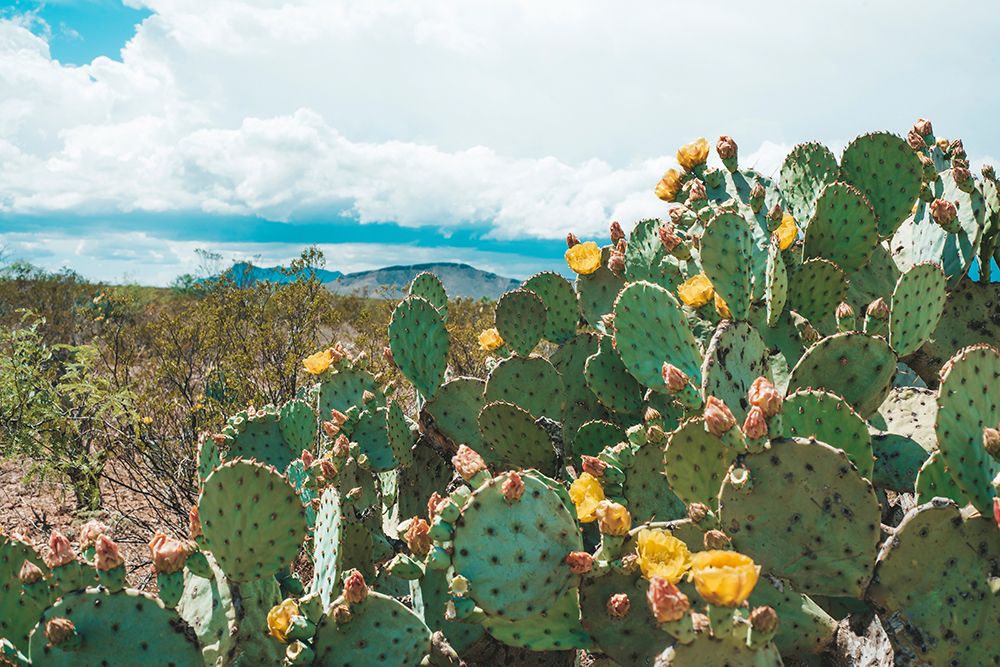 Cactus Blooms in Big Bend art print by Sonja Quintero for $57.95 CAD