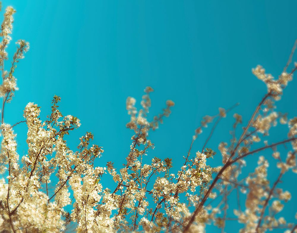 Cherry Tree Blossoms art print by Sonja Quintero for $57.95 CAD