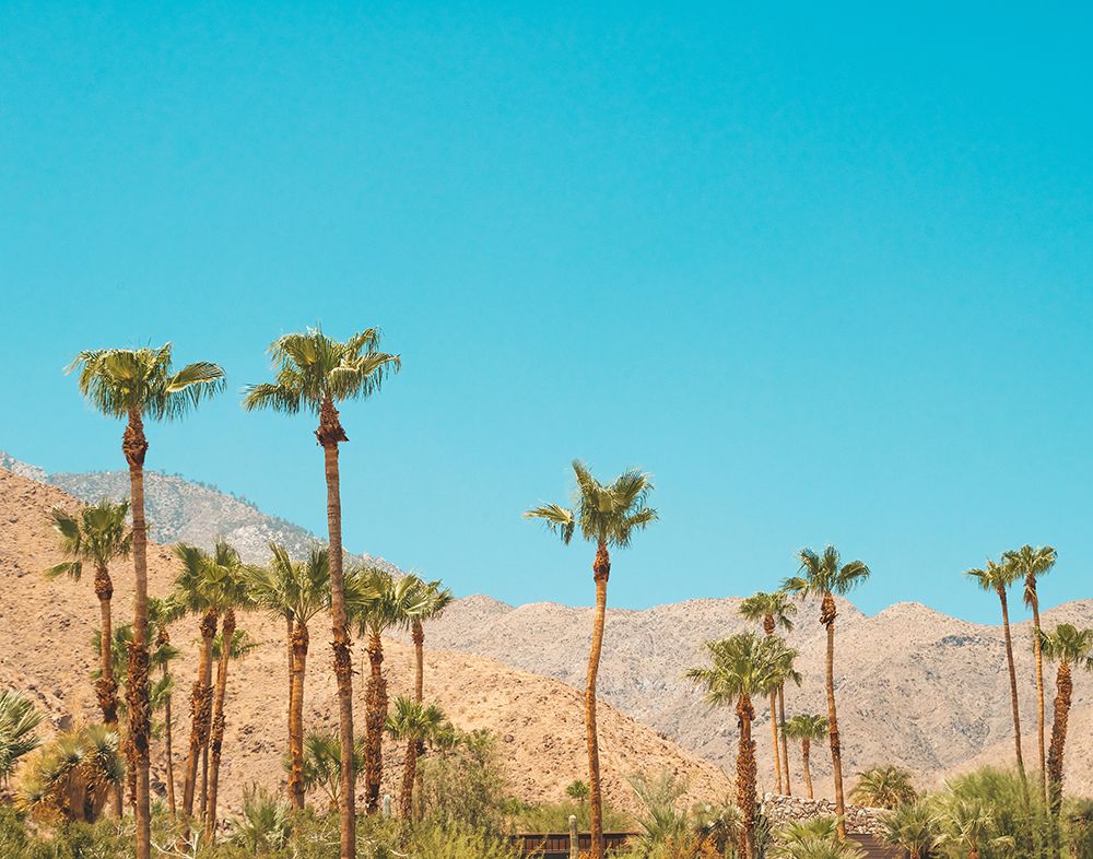 Palm Springs Palm Trees art print by Sonja Quintero for $57.95 CAD