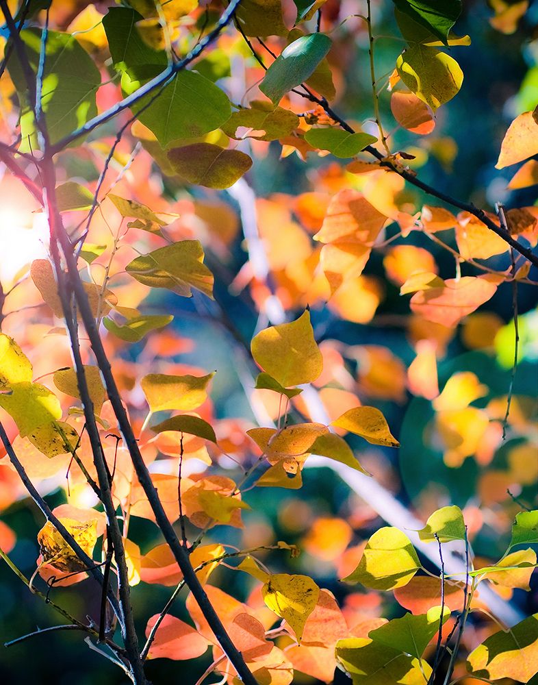 Sunny Yellow Leaves art print by Sonja Quintero for $57.95 CAD