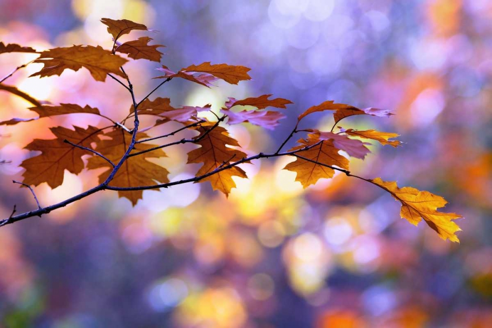 United Colors of Autumn art print by Roeselien Raimond for $57.95 CAD