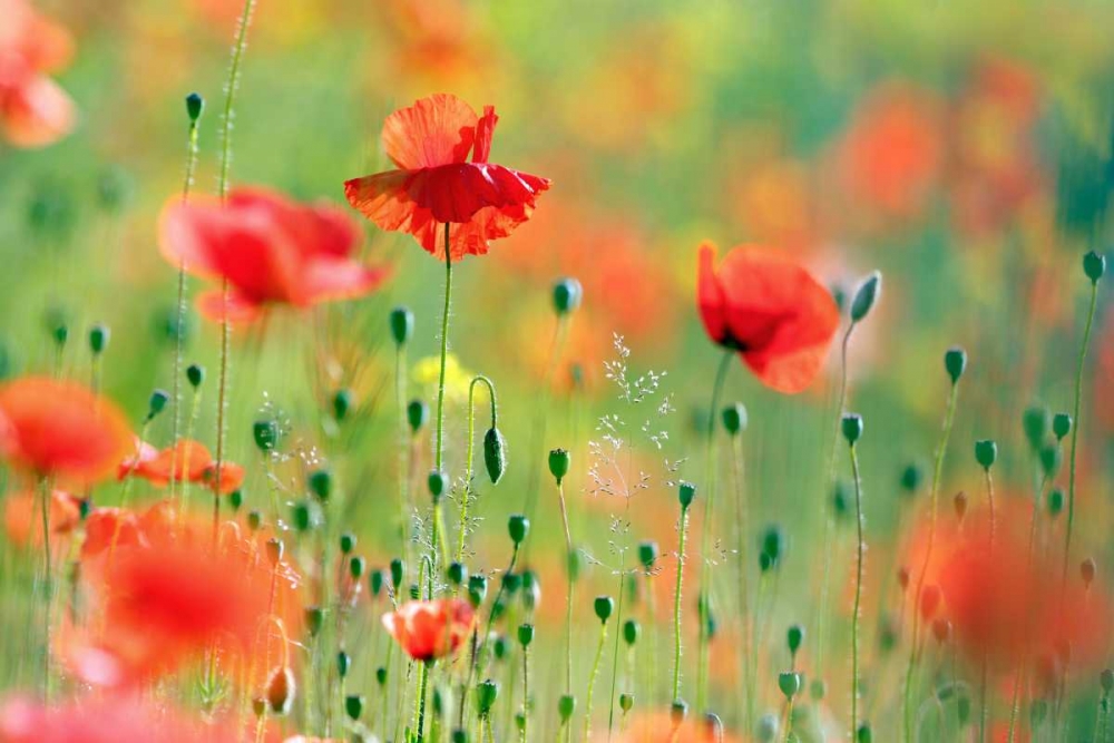 United Colors of Summer art print by Roeselien Raimond for $57.95 CAD