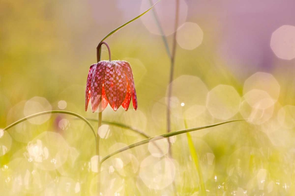 Fairy World I art print by Roeselien Raimond for $57.95 CAD