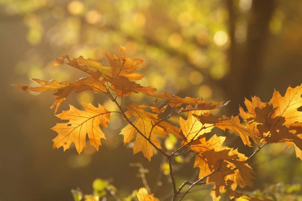 Autumn Light art print by Roeselien Raimond for $57.95 CAD
