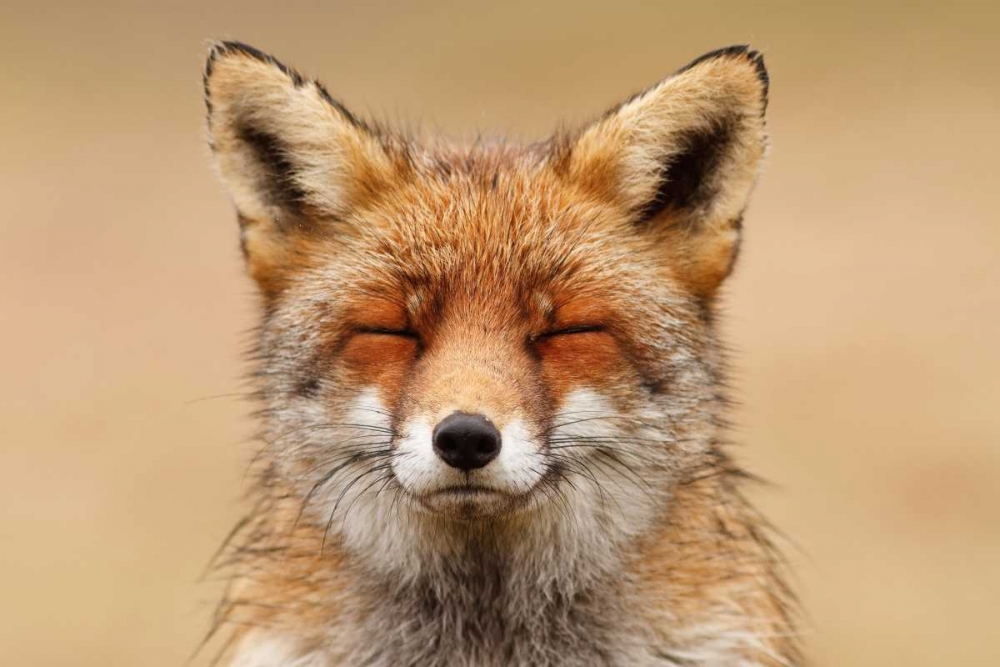 Zen Fox Red Portrait art print by Roeselien Raimond for $57.95 CAD