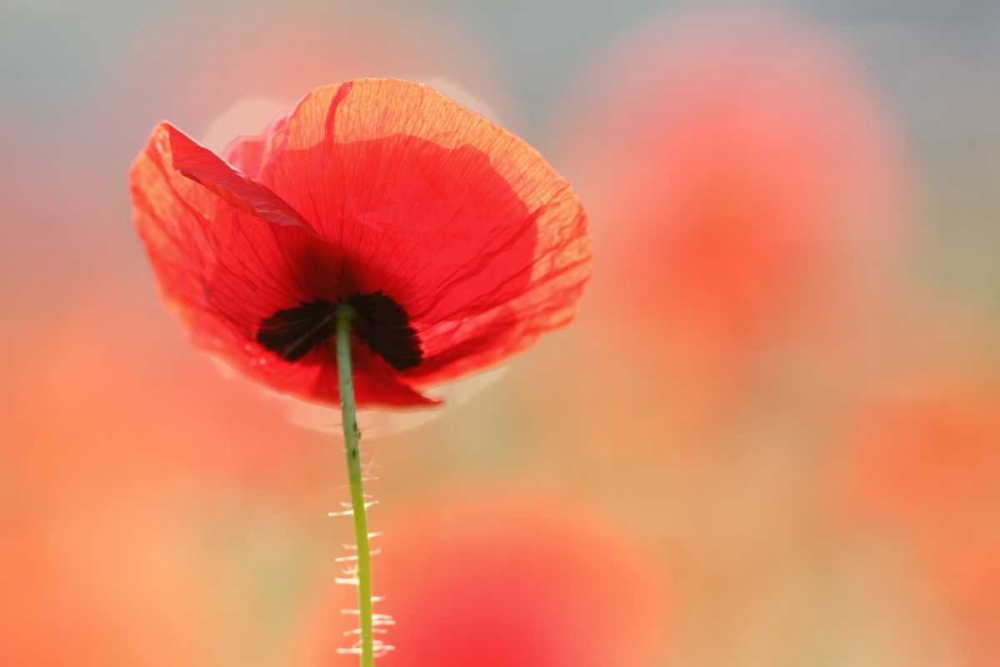 Poppy Dream art print by Roeselien Raimond for $57.95 CAD