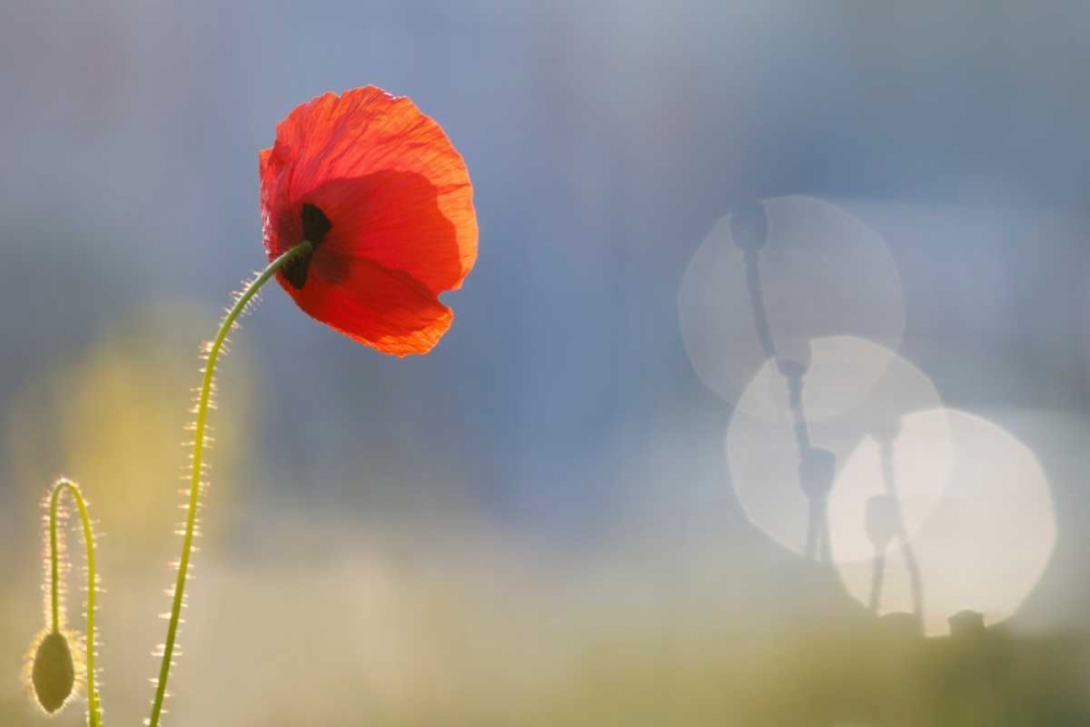 Echoes art print by Roeselien Raimond for $57.95 CAD