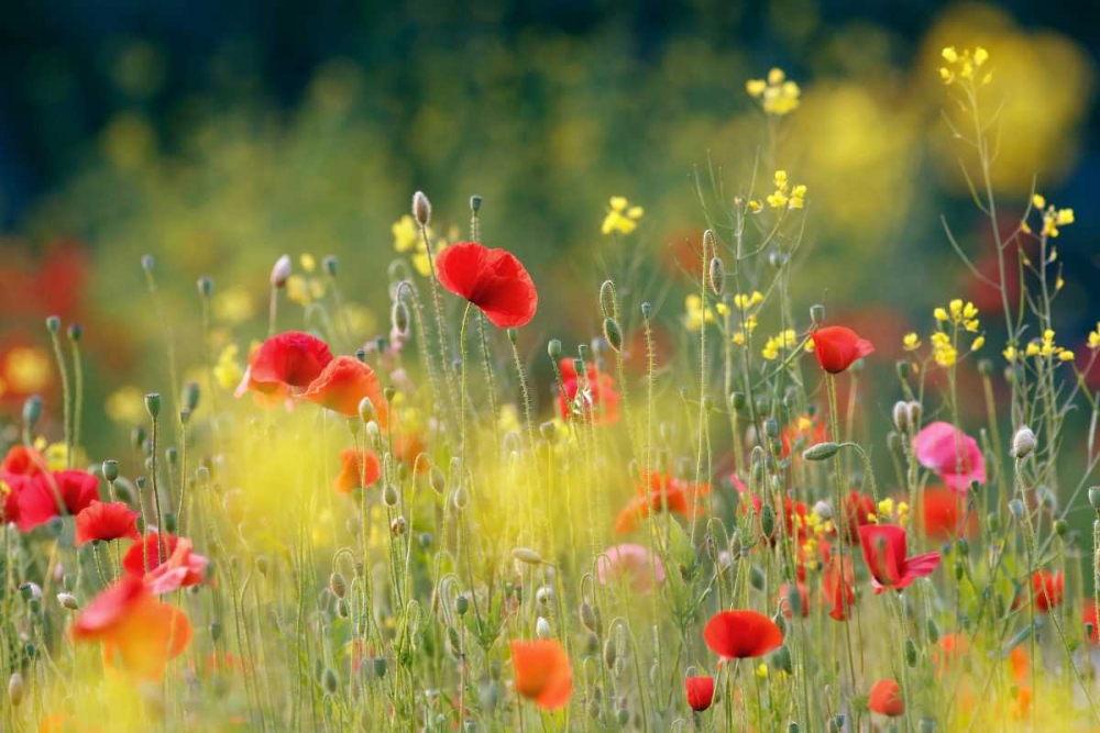 Just a Perfect Day art print by Roeselien Raimond for $57.95 CAD