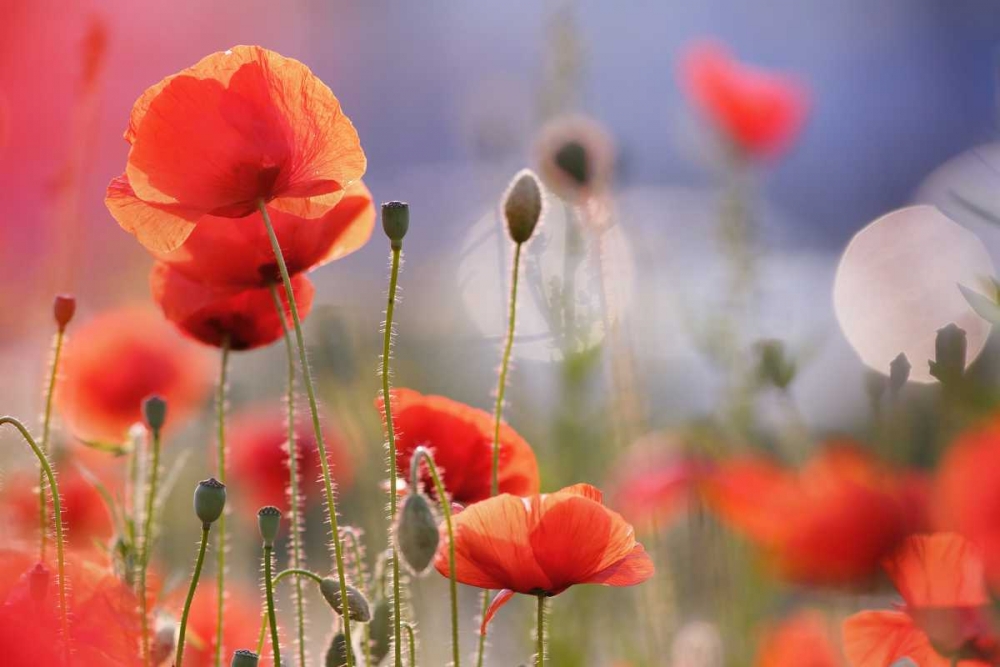 Poppy Delight art print by Roeselien Raimond for $57.95 CAD