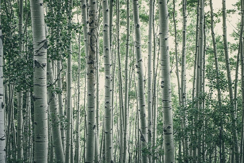Obscured By Alters art print by Eunika Rogers for $57.95 CAD