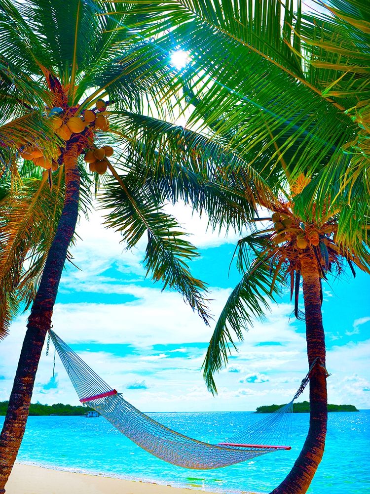 Coconut Sun art print by Jack Reed for $57.95 CAD