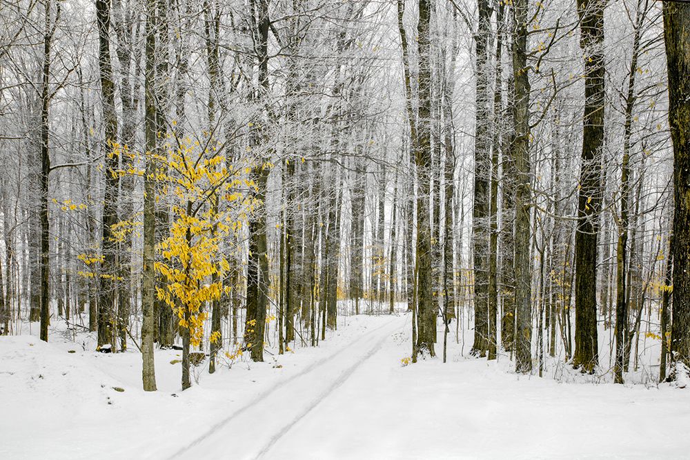 Mustard Tree art print by Brooke T. Ryan for $57.95 CAD