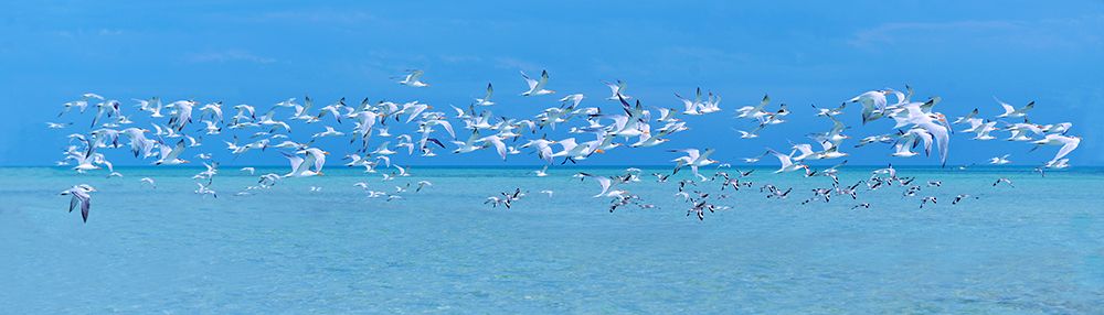 Sugarlife Seabirds art print by Jack Reed for $57.95 CAD