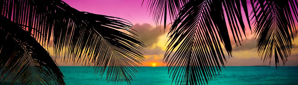 Sun Palms art print by Jack Reed for $57.95 CAD