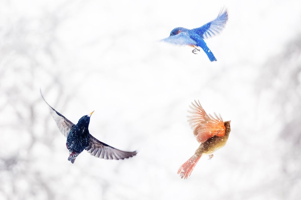 Birds in Flight art print by Brooke T. Ryan for $57.95 CAD