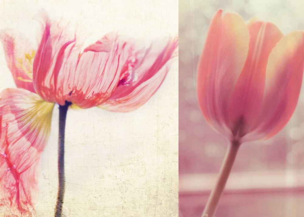 Poppy and Tulip art print by Myan Soffia for $57.95 CAD