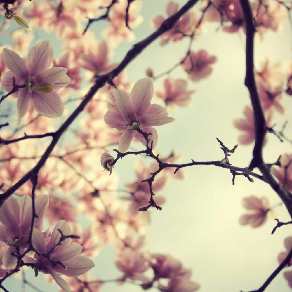Pink Blossoms art print by Irene Suchocki for $57.95 CAD