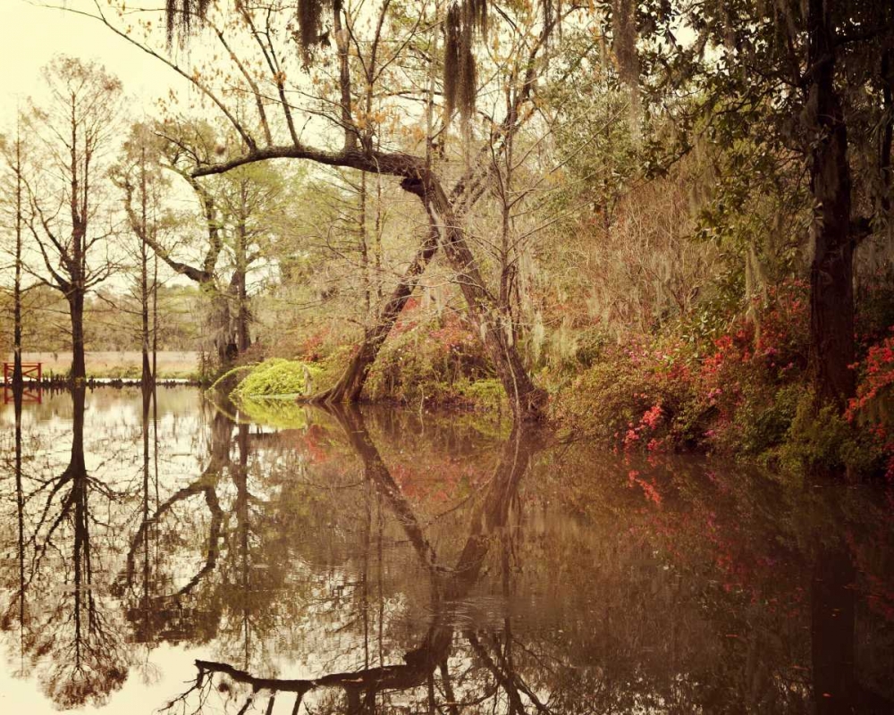 Deep South I art print by Irene Suchocki for $57.95 CAD