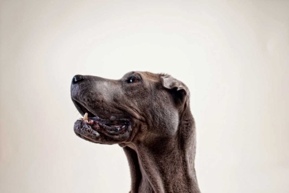 Pelei in Profile art print by Susan Sabo for $57.95 CAD