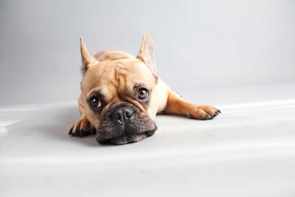 Sad Frenchie art print by Susan Sabo for $57.95 CAD