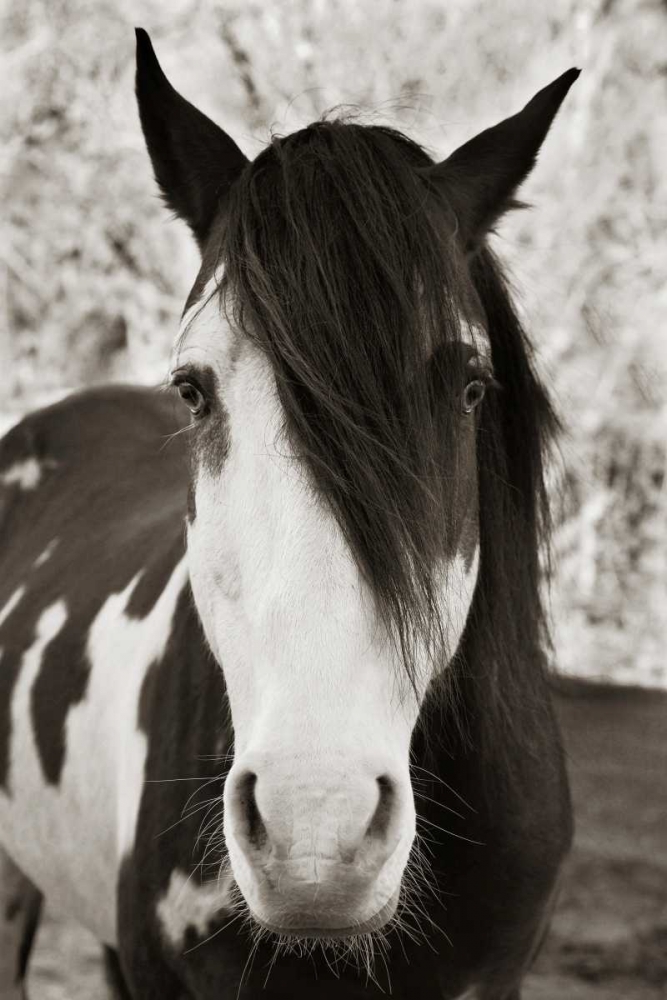 Pale Eyed Stallion art print by Traer Scott for $57.95 CAD