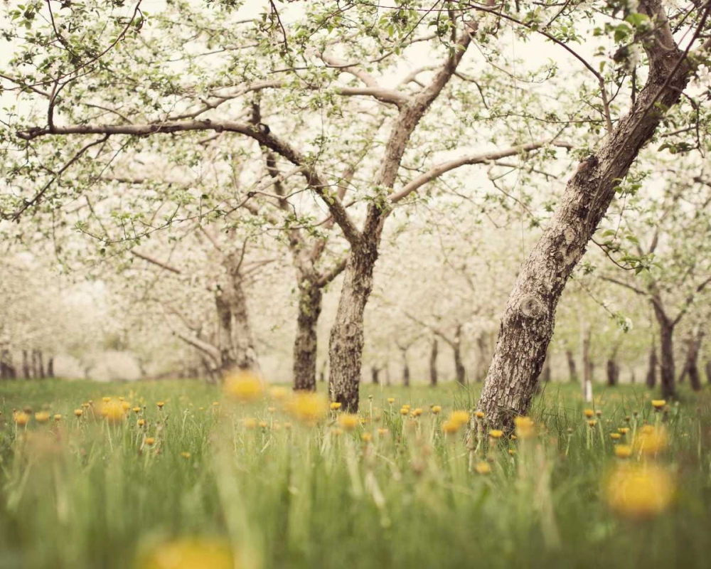 Quiet Orchard art print by Irene Suchocki for $57.95 CAD