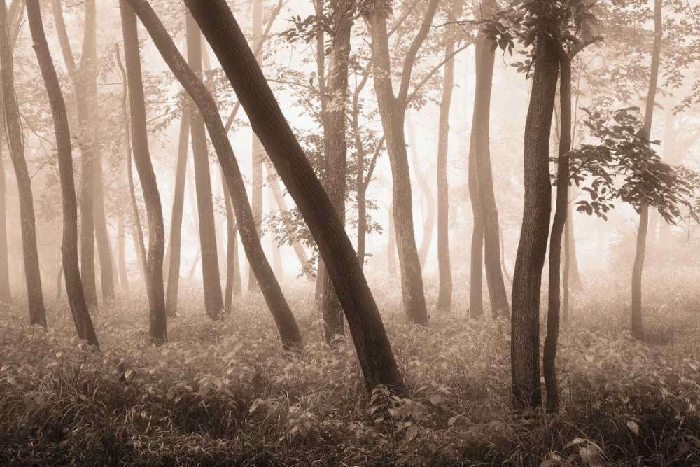 Reticent Woods art print by Igor Svibilsky for $57.95 CAD