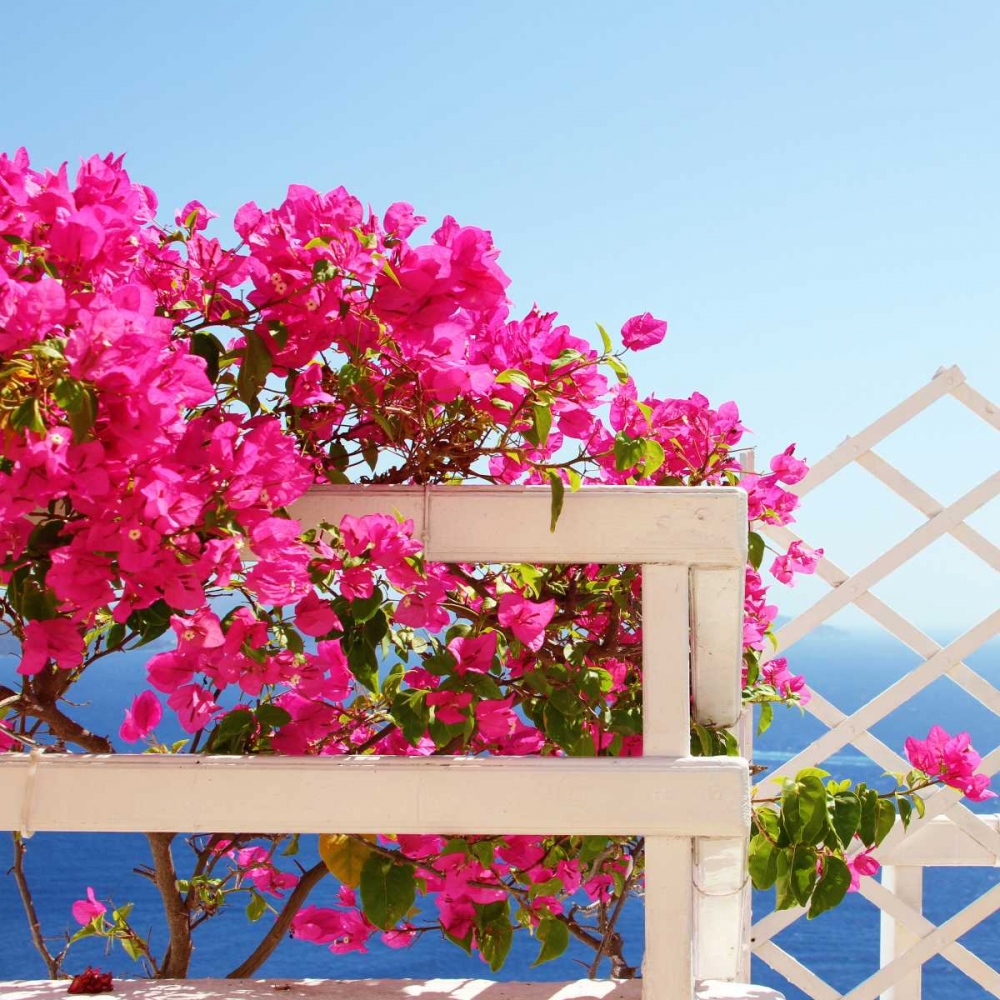 Santorini Blooms art print by Sylvia Coomes for $57.95 CAD