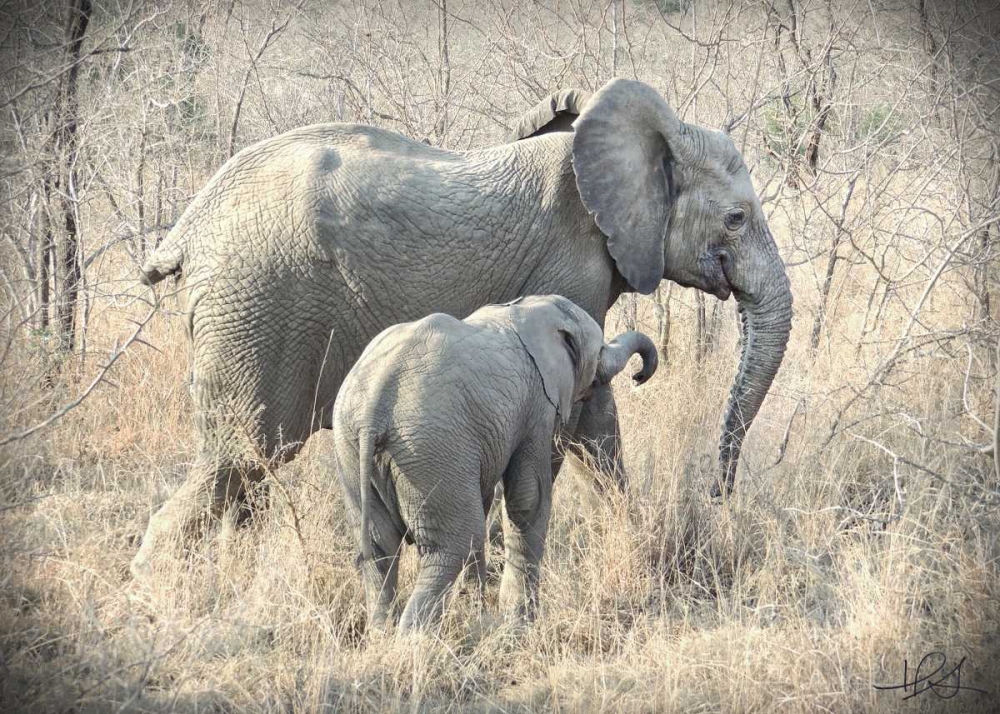 Elephants art print by Helene Sobol for $57.95 CAD