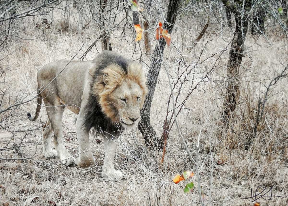 Lion art print by Helene Sobol for $57.95 CAD