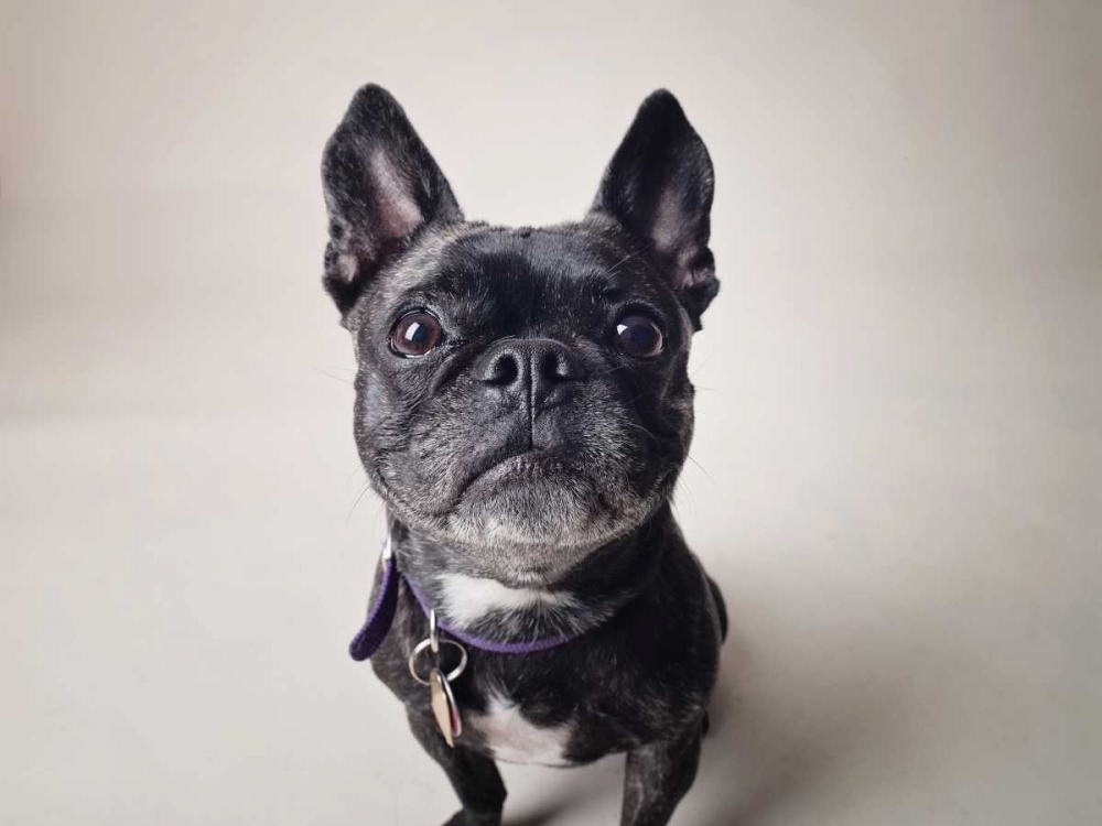 Bailey art print by Susan Sabo for $57.95 CAD