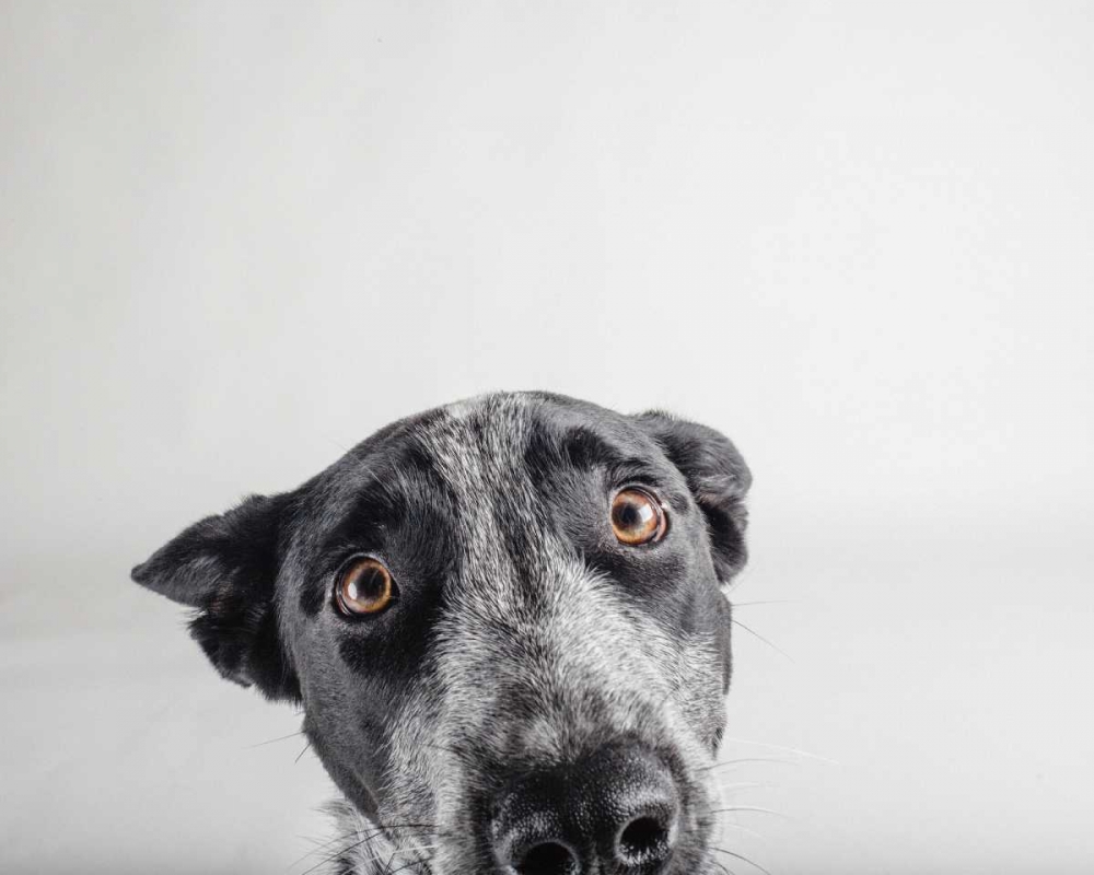 Blue Zuck art print by Susan Sabo for $57.95 CAD