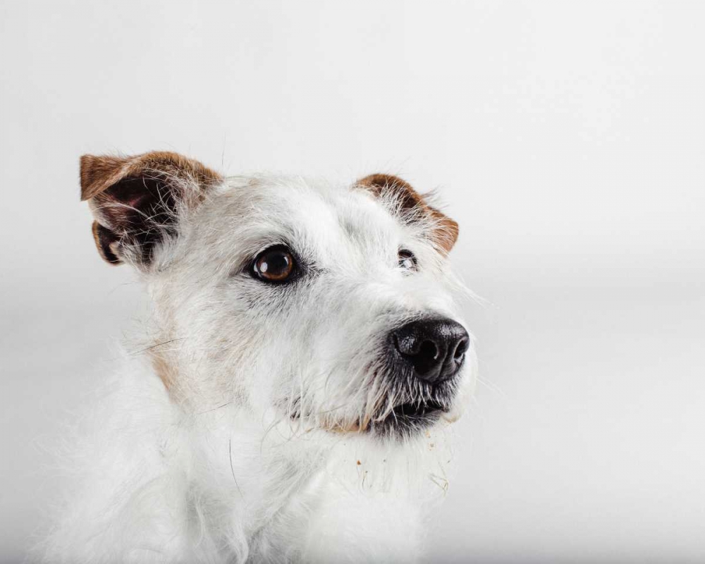Spike Zuck art print by Susan Sabo for $57.95 CAD